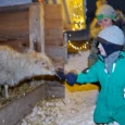 mini-zoo-mezini-010