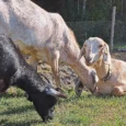 mini-zoo-mezini-012