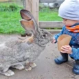 mini-zoo-mezini-015